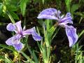 Tavi növények - Iris setosa